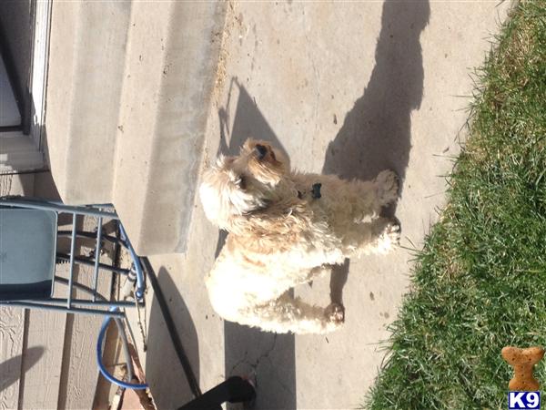 Cocker Spaniel dog